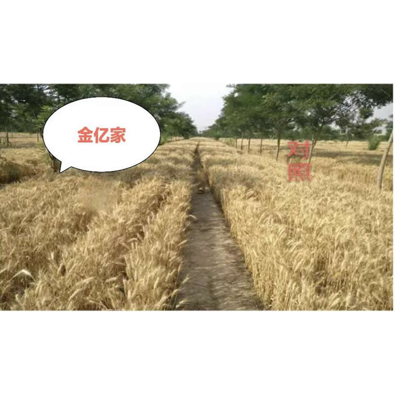 小麦对比效果图