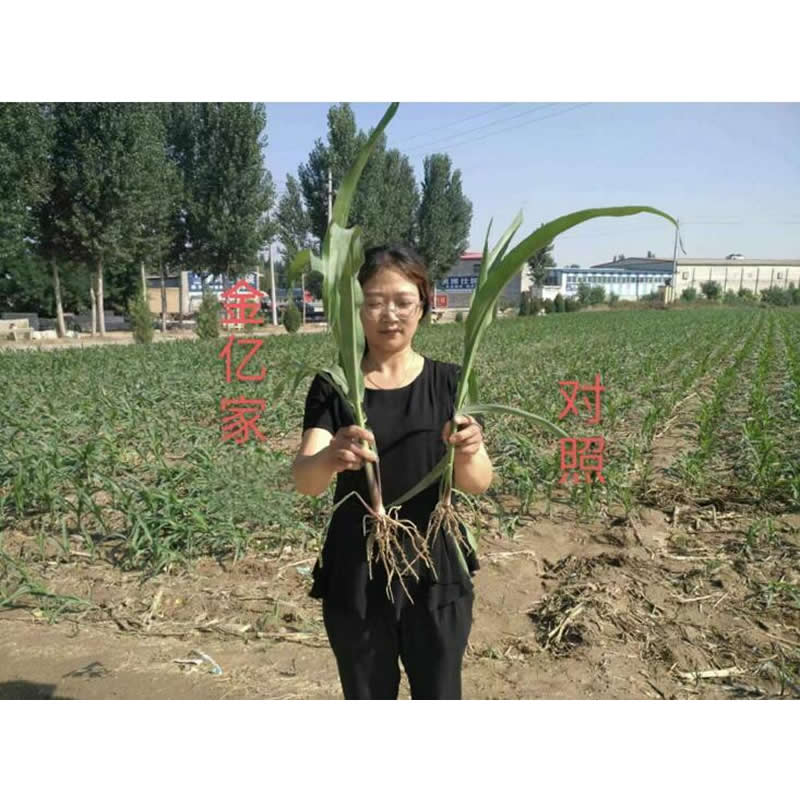 玉米苗对比效果