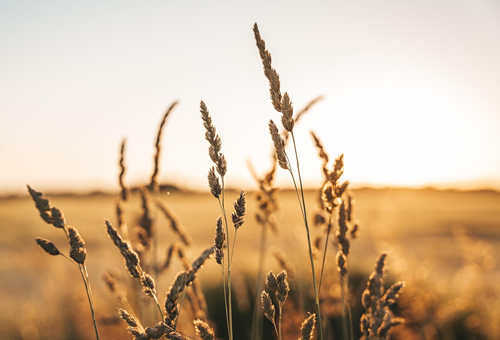 安徽省嘉萧农业科技有限公司